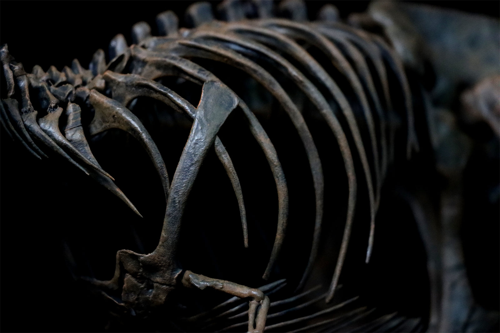 1/20 Tyrannosaurus Rex Trix Skeleton Model