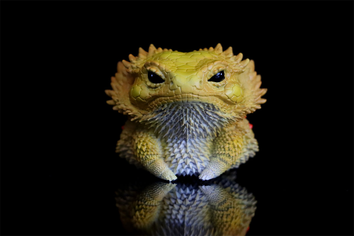 Lizard Blind Box Model