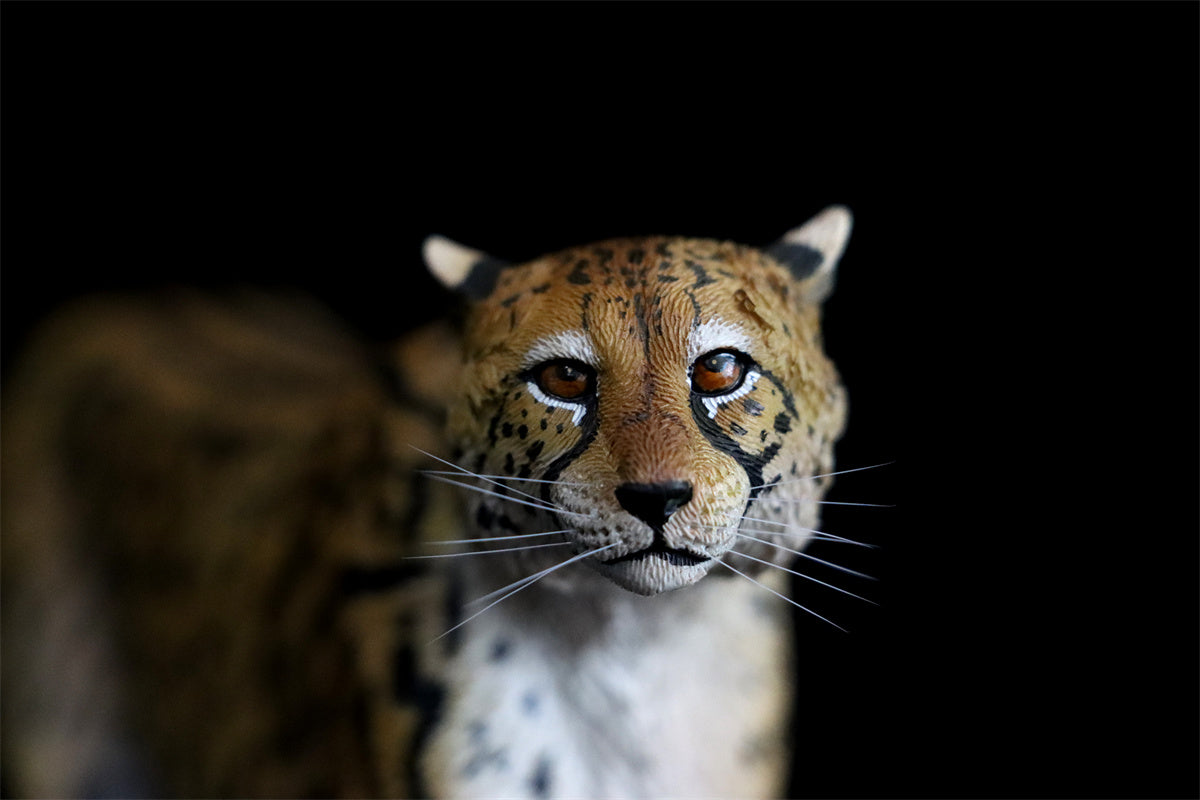 JXK 1/6 Acinonyx jubatus King Cheetha Model