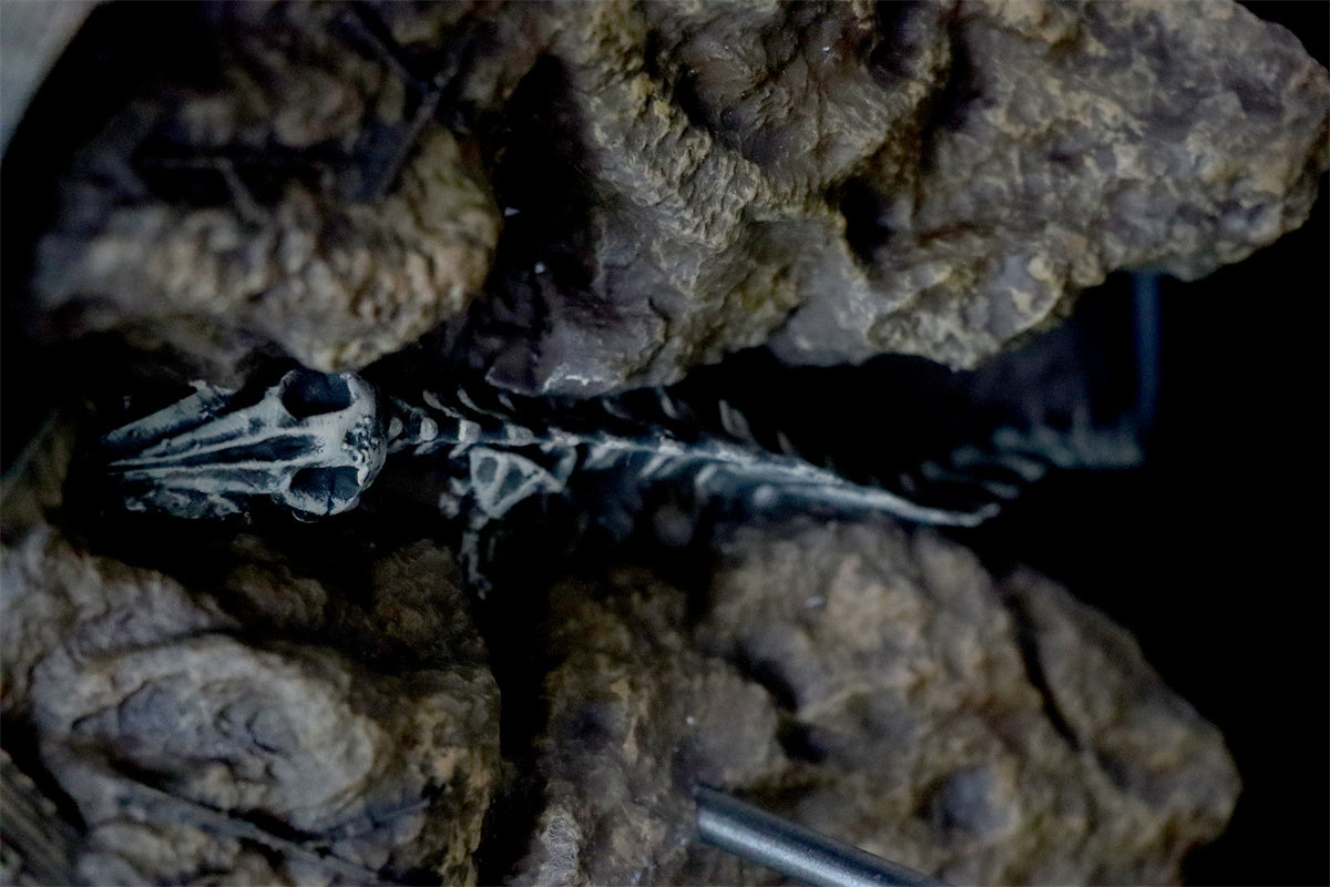 Livyatan melvillei Statue