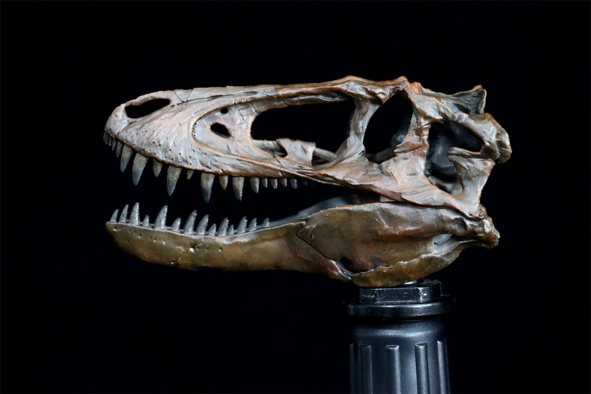 Tyrannosaurus Skull Model