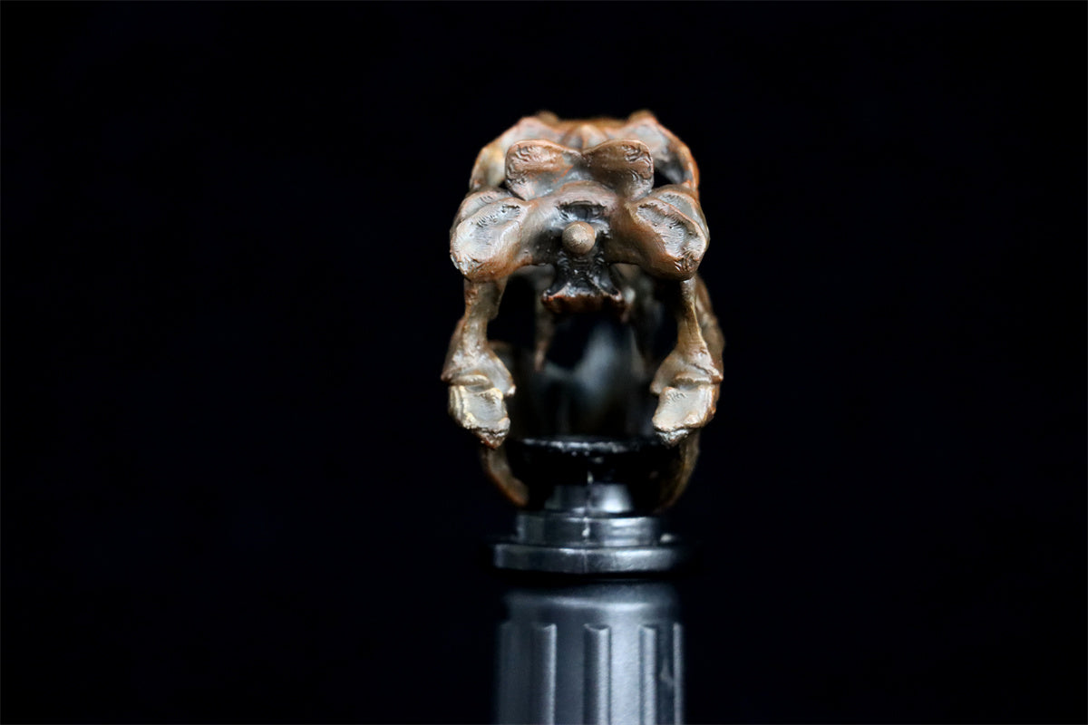 Tyrannosaurus Skull Model