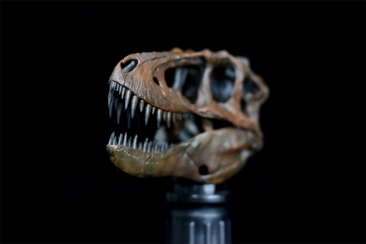Tyrannosaurus Skull Model