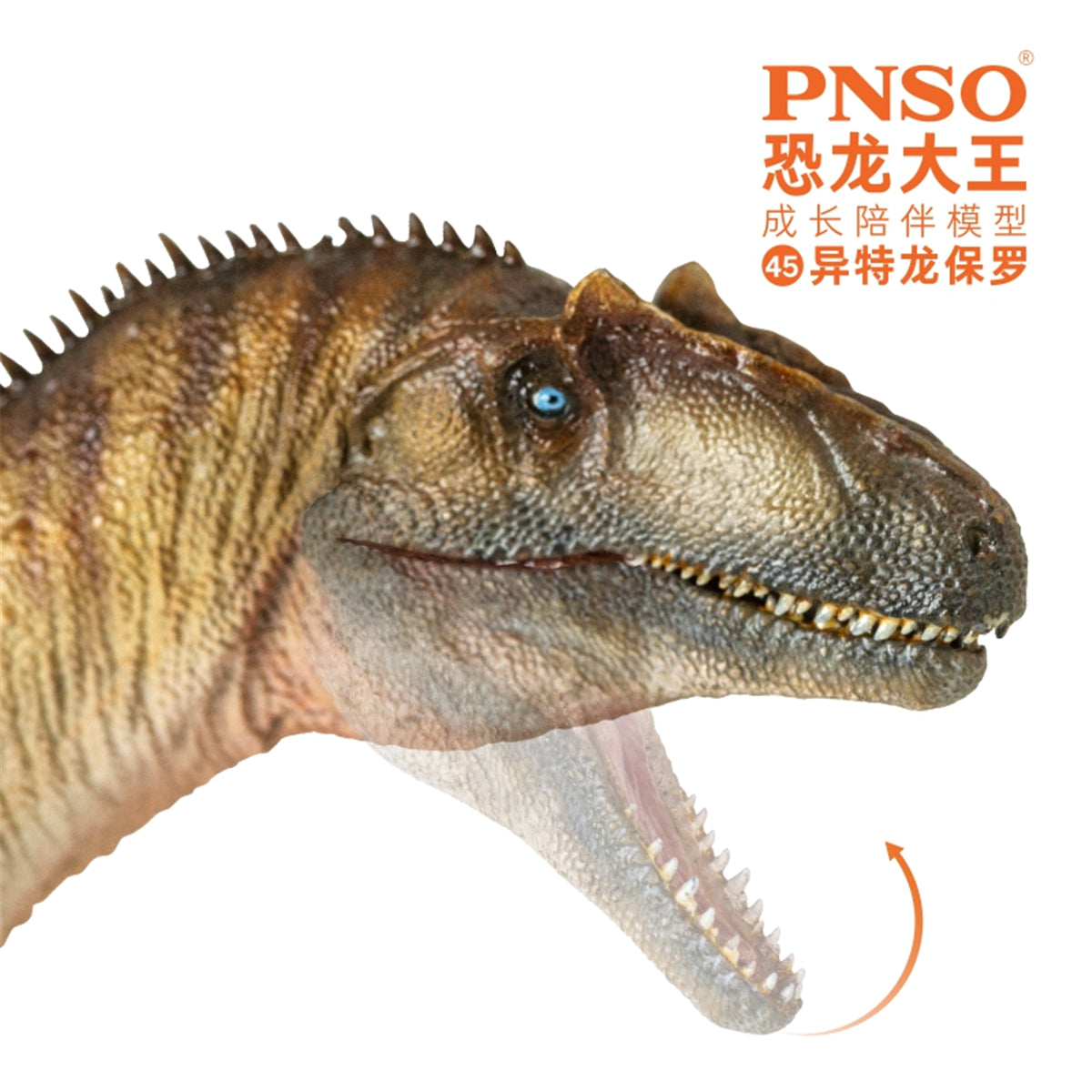 PNSO Allosaurus Paul Model