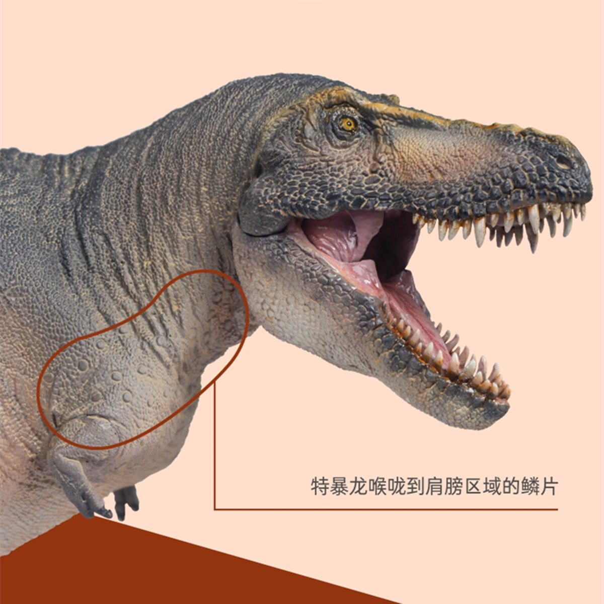 PNSO Tarbosaurus Chuanzi Model