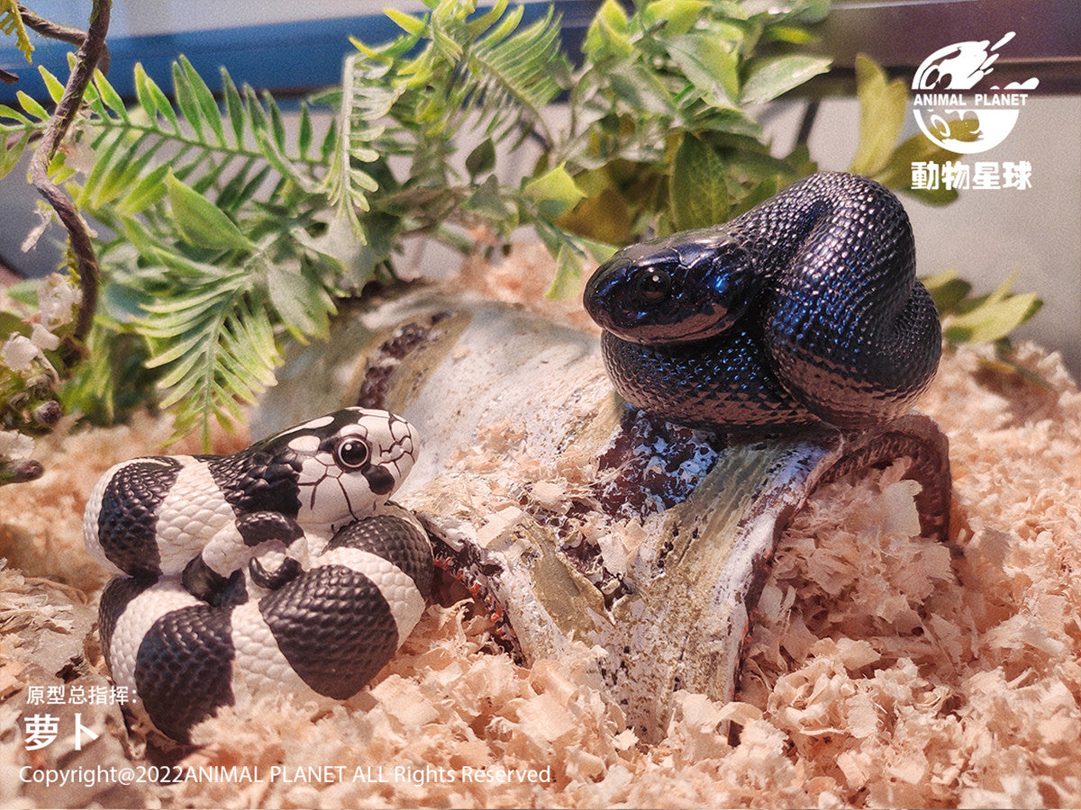 Animal Planet A Series of Laugh and Grow Fat 05 Snake