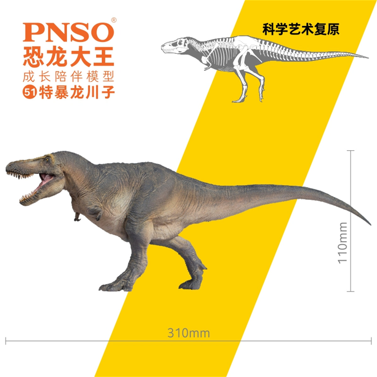 PNSO Tarbosaurus Chuanzi Model