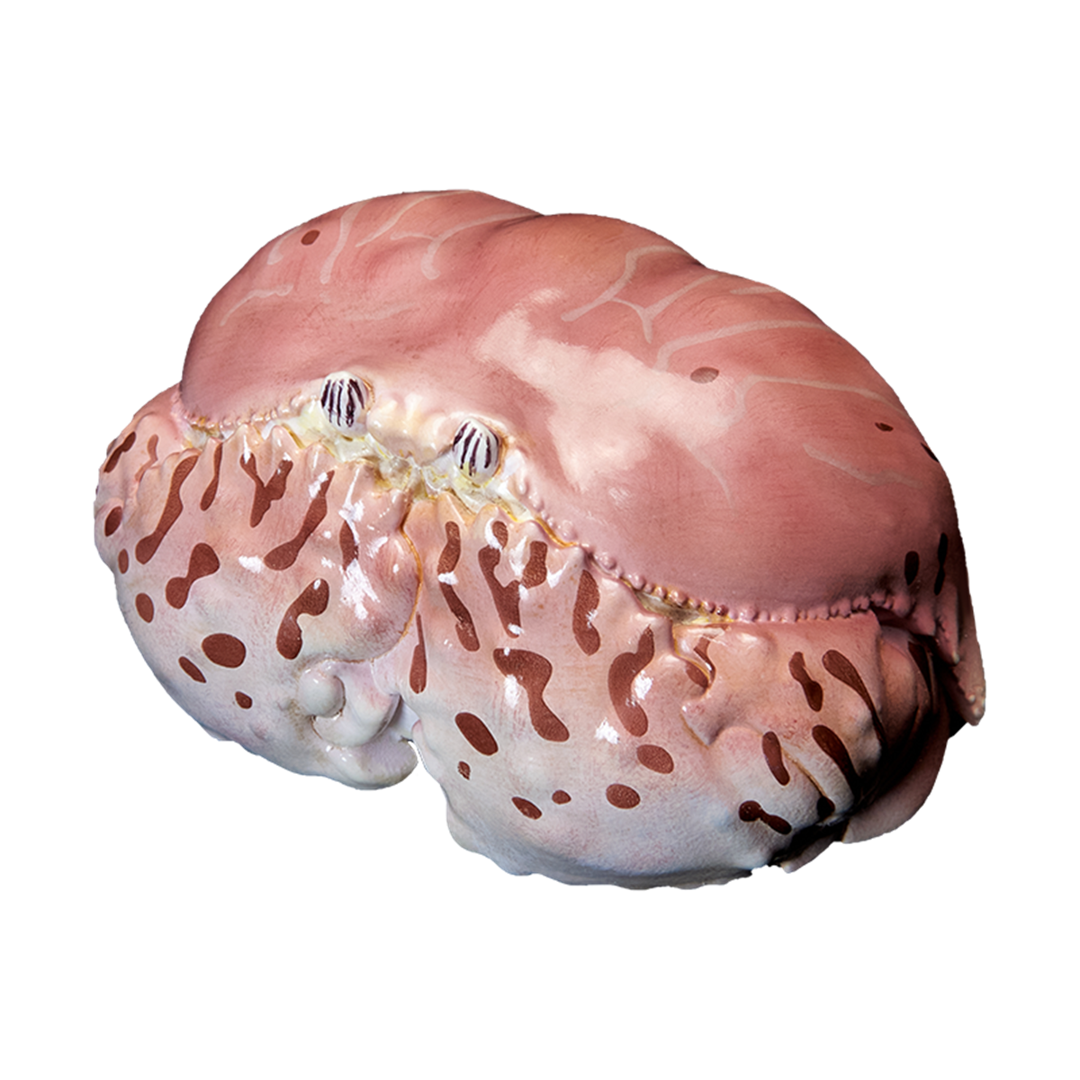 Animal Planet A Series of Laugh and Grow Fat 06 Model