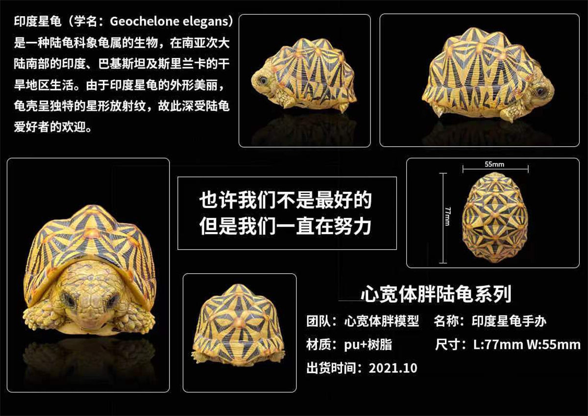 Mini Turtle Model
