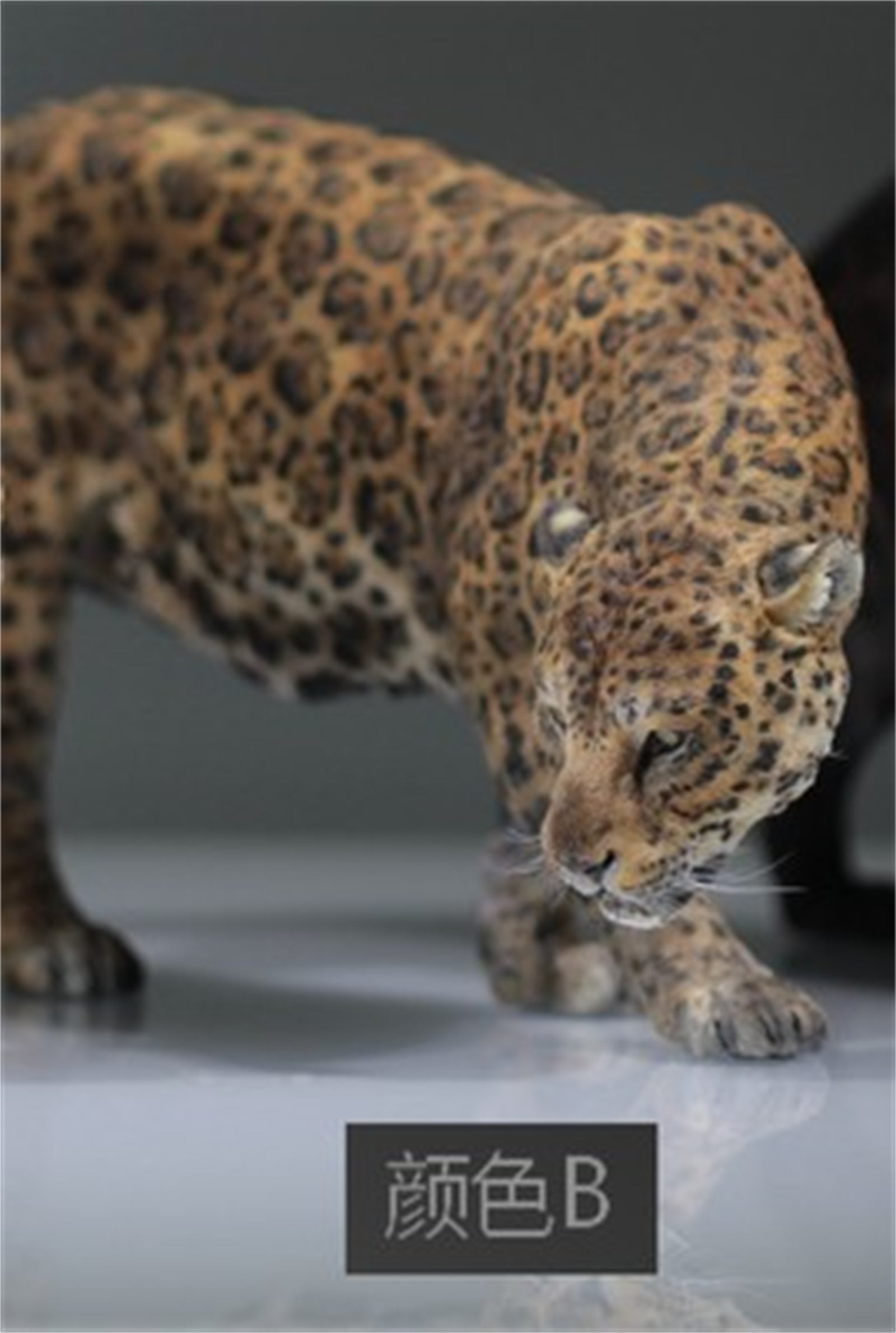 1:6 Panthera onca Scene Model