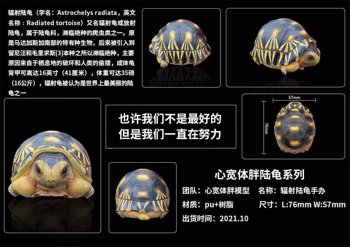 Mini Turtle Model