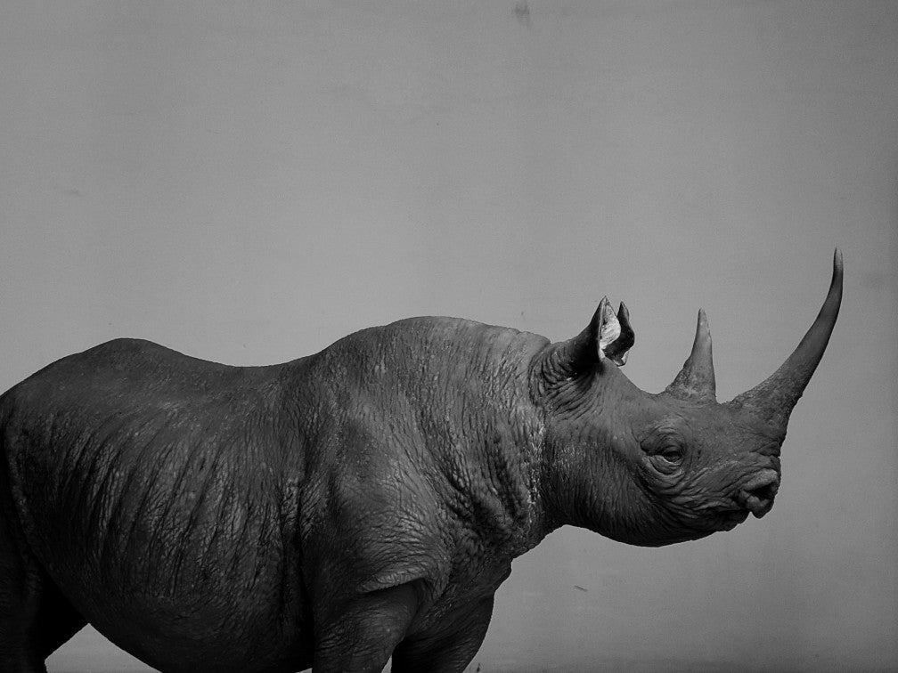 tunan Black Rhino Model
