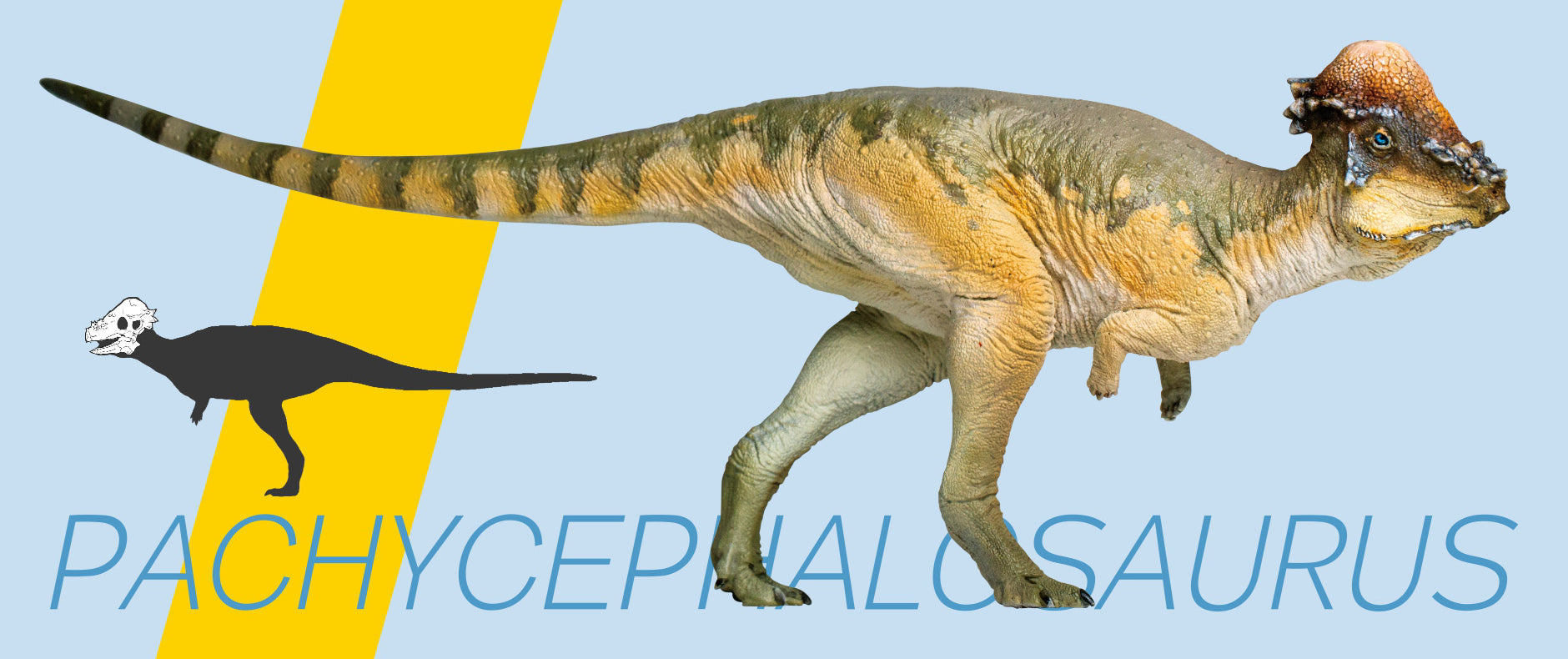 PNSO Pachycephalosaurus Austin Model
