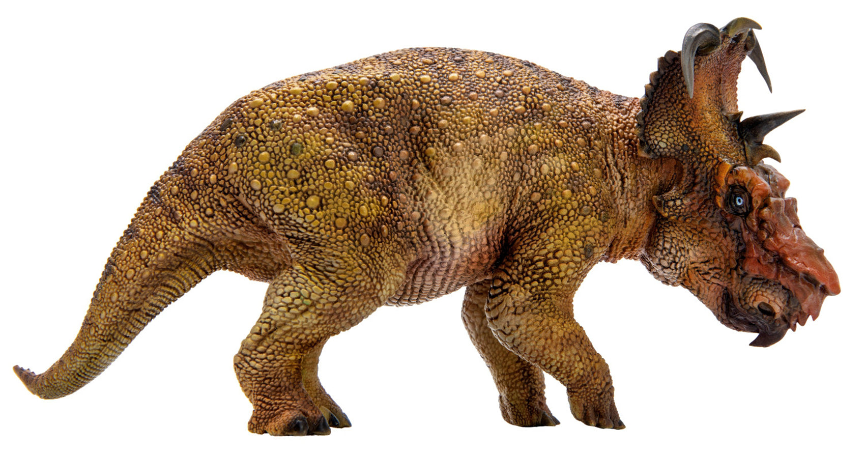 PNSO Pachyrhinosaurus Model