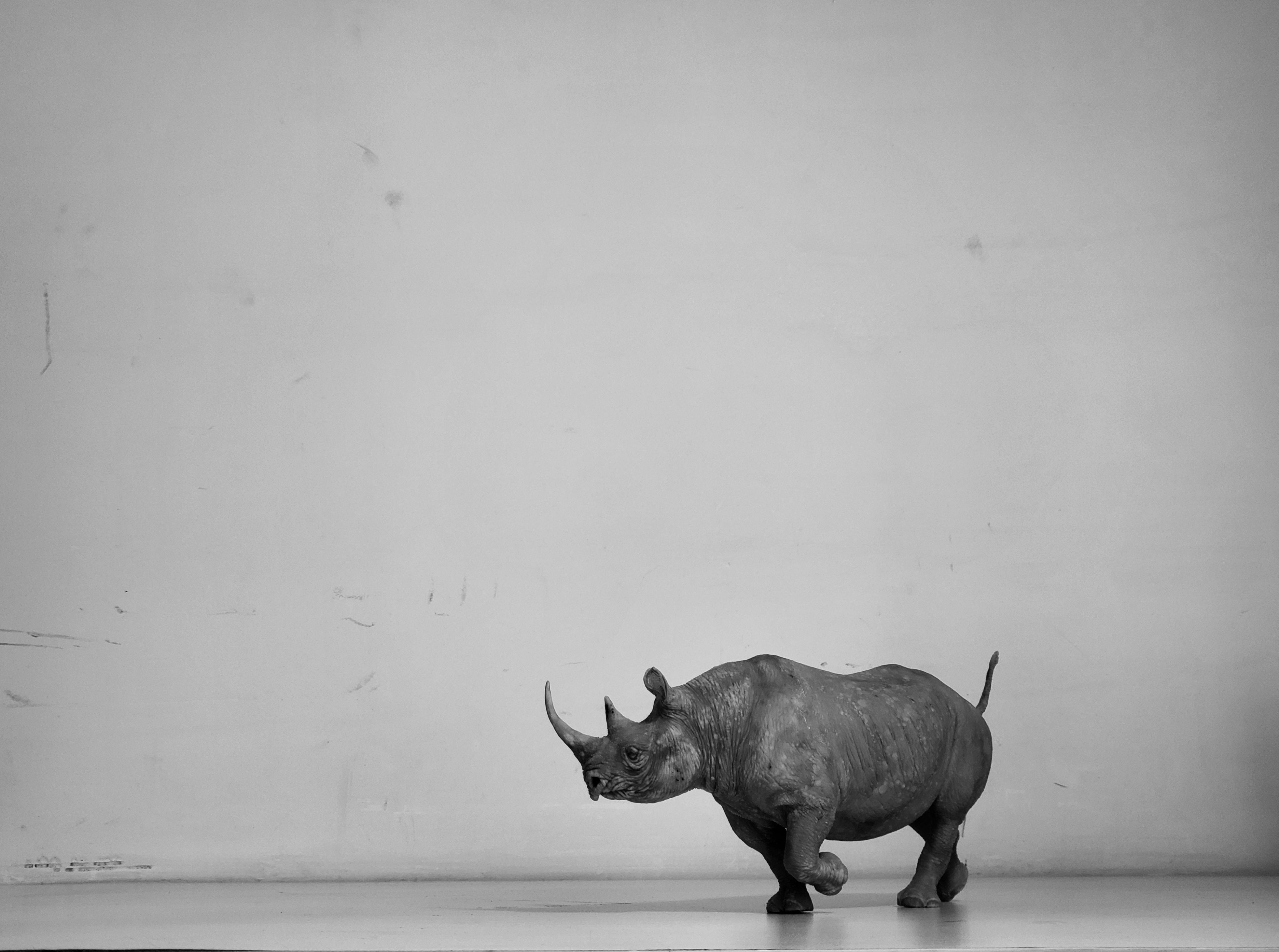 tunan Black Rhino Model