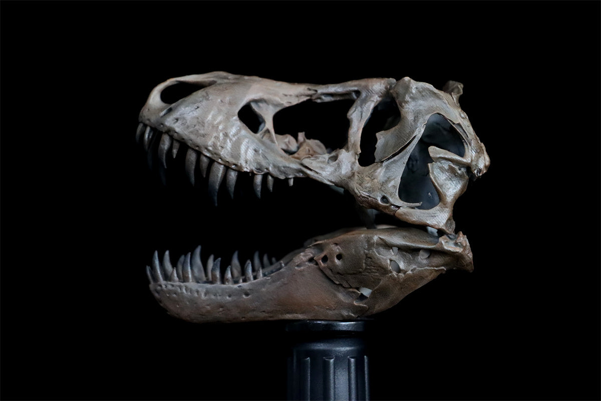 Tyrannosaurus Skull Model