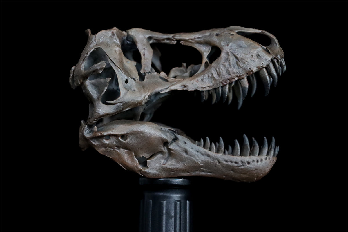 Tyrannosaurus Skull Model