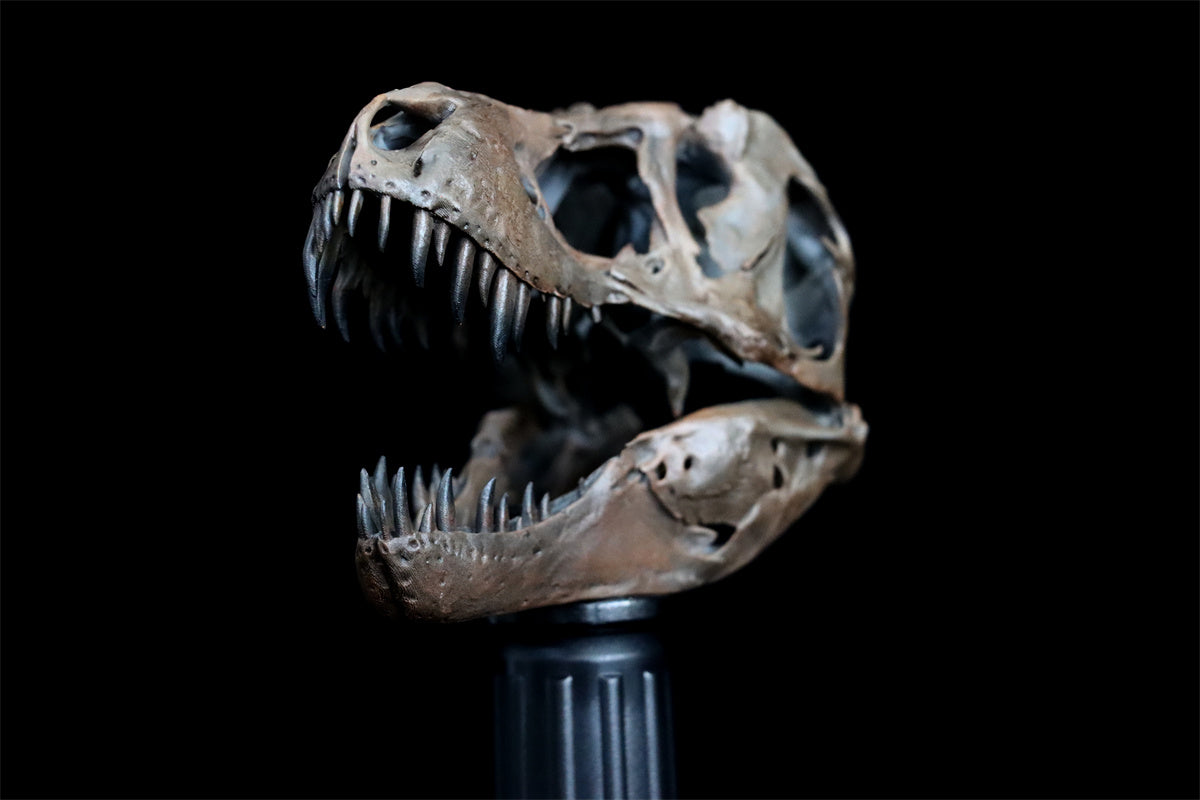 Tyrannosaurus Skull Model