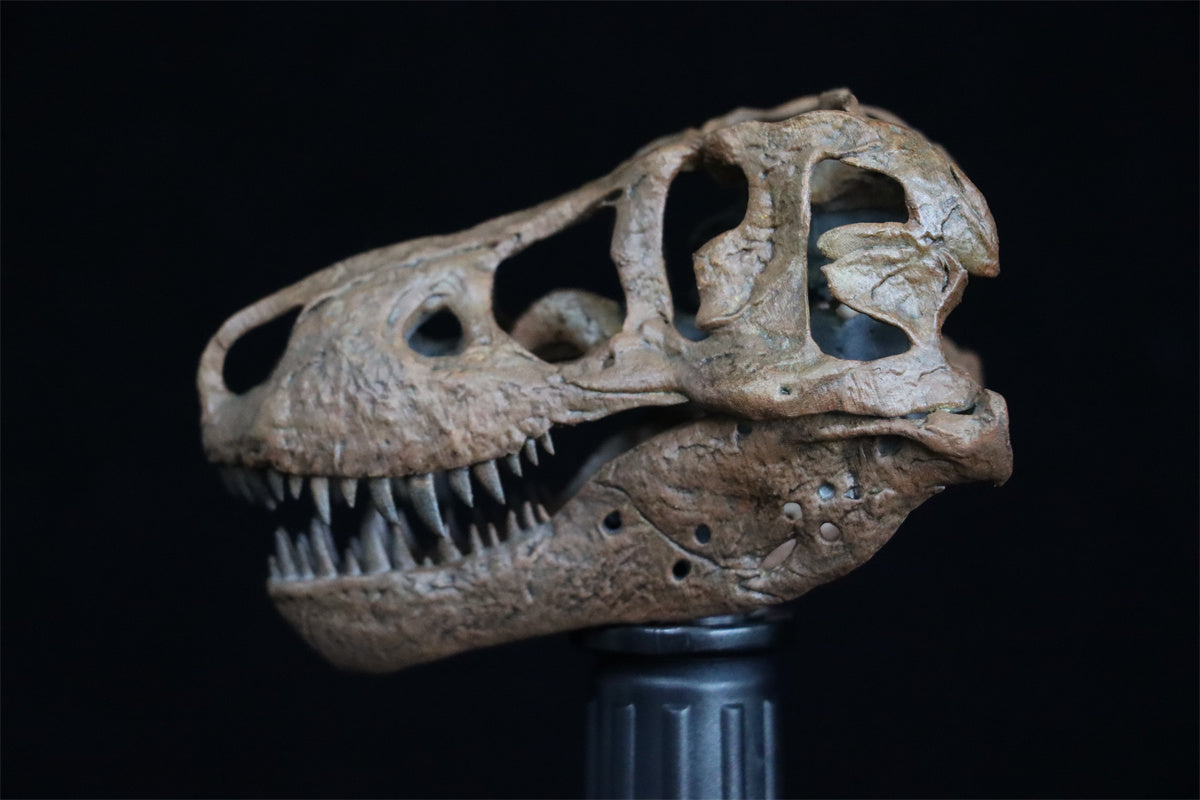 Tyrannosaurus Skull Model