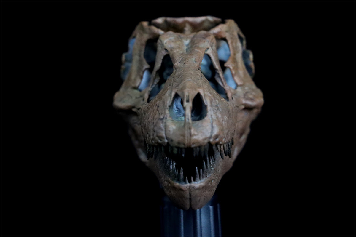 Tyrannosaurus Skull Model