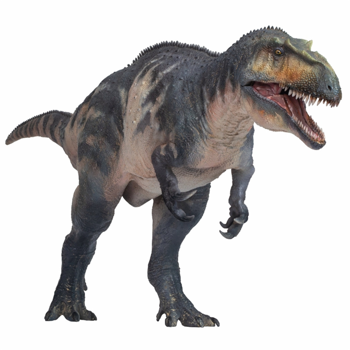 PNSO Torvosaurus Connor Model