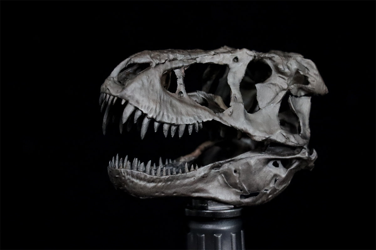 Tyrannosaurus Skull Model