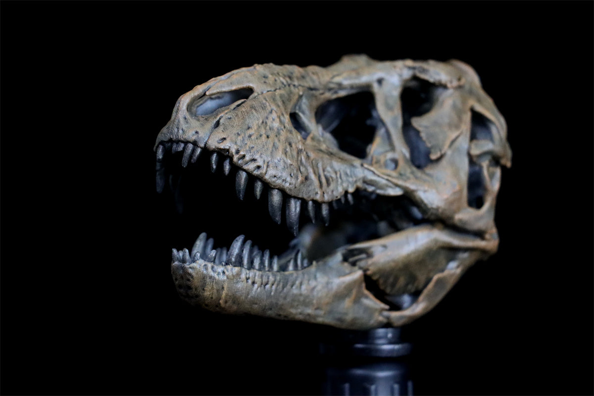Tyrannosaurus Skull Model