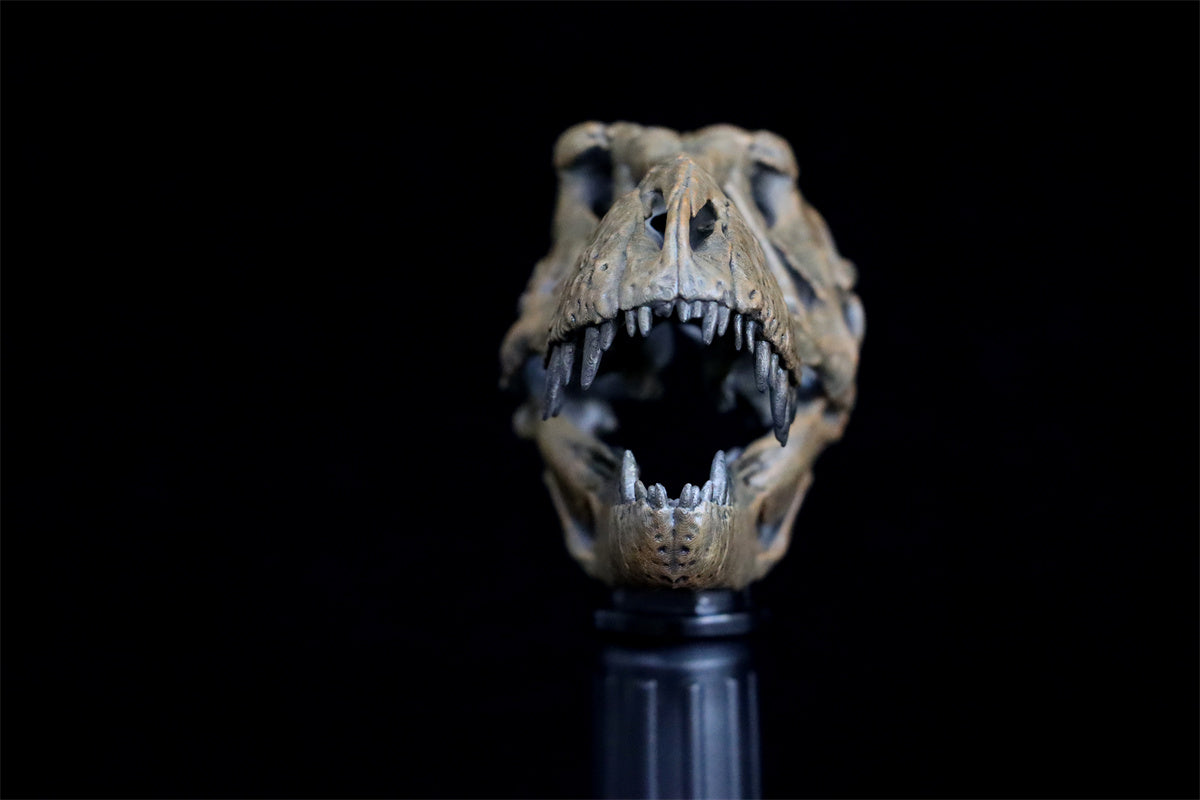Tyrannosaurus Skull Model