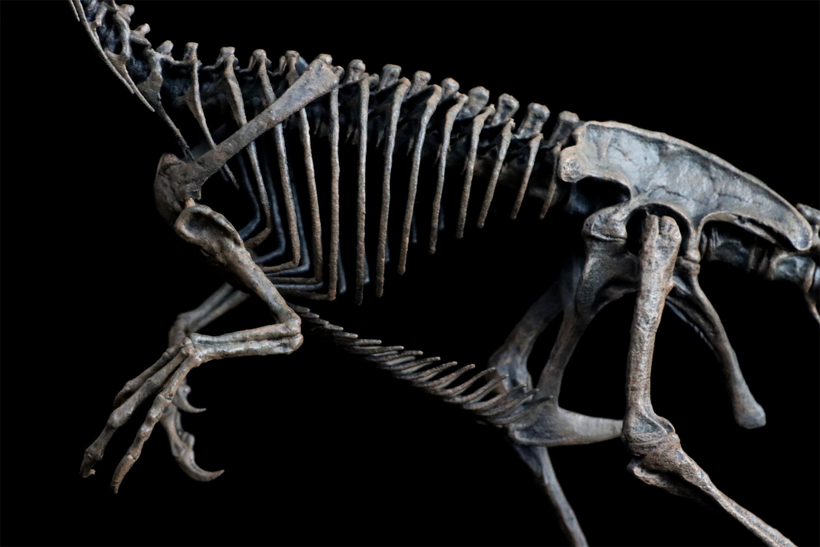 VWUVWU 1/10 Guanlong Wucaii Skeleton Model