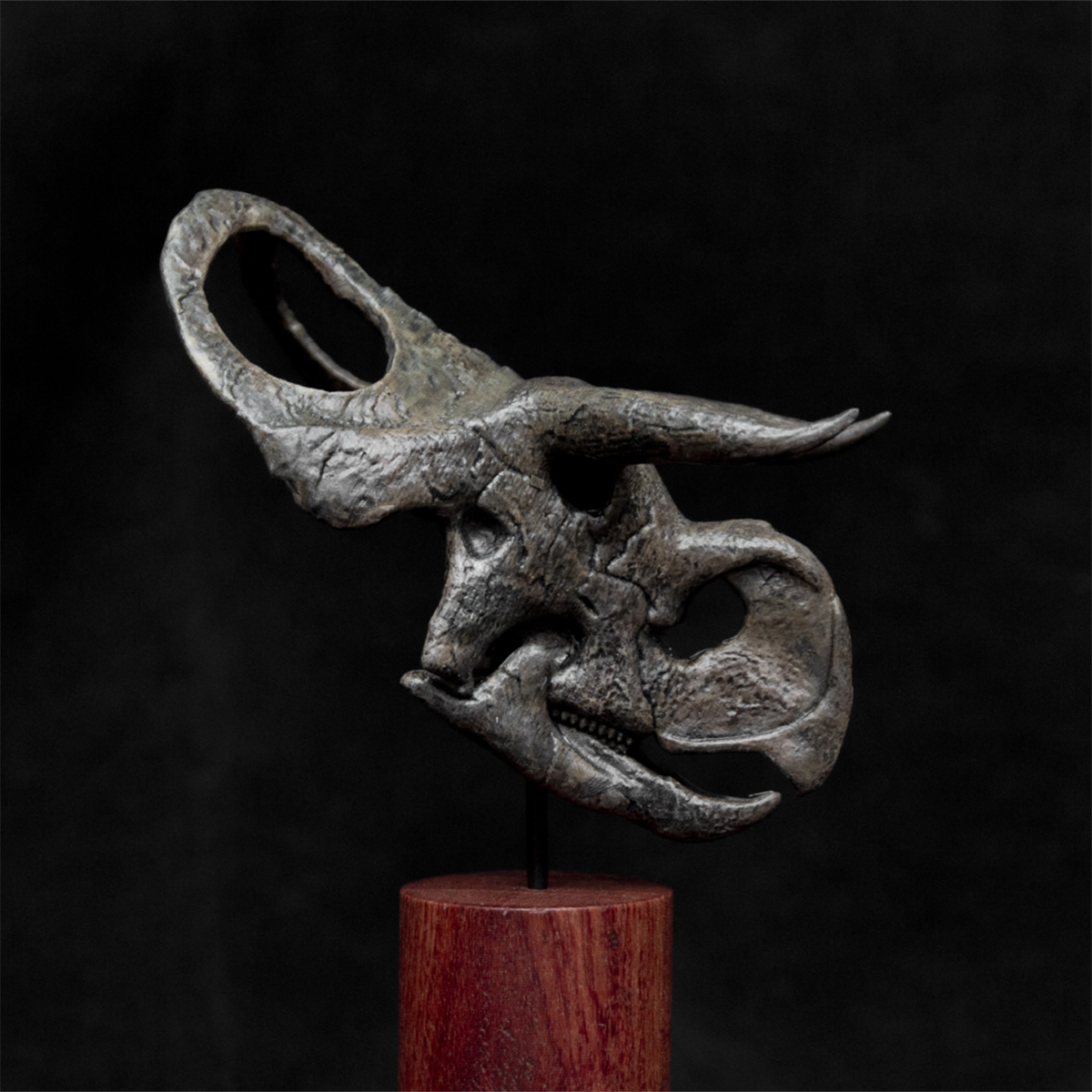 Nasutoceratops titusi Skull Model