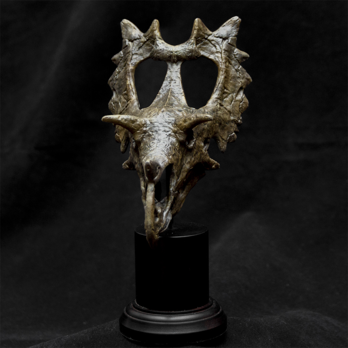 Spiclypeus Shipporum Skull Model