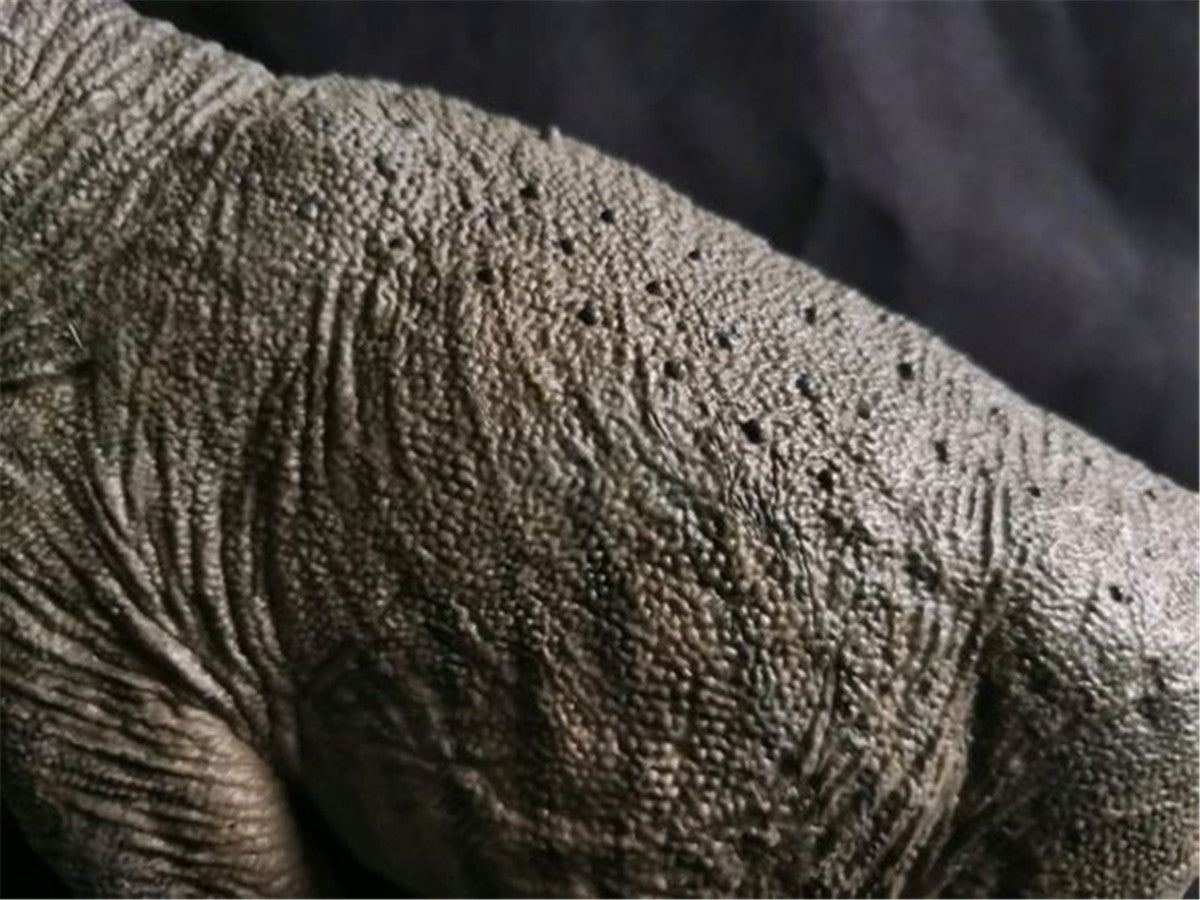 Eofauna 1:40 Scale Atlasaurus Statue