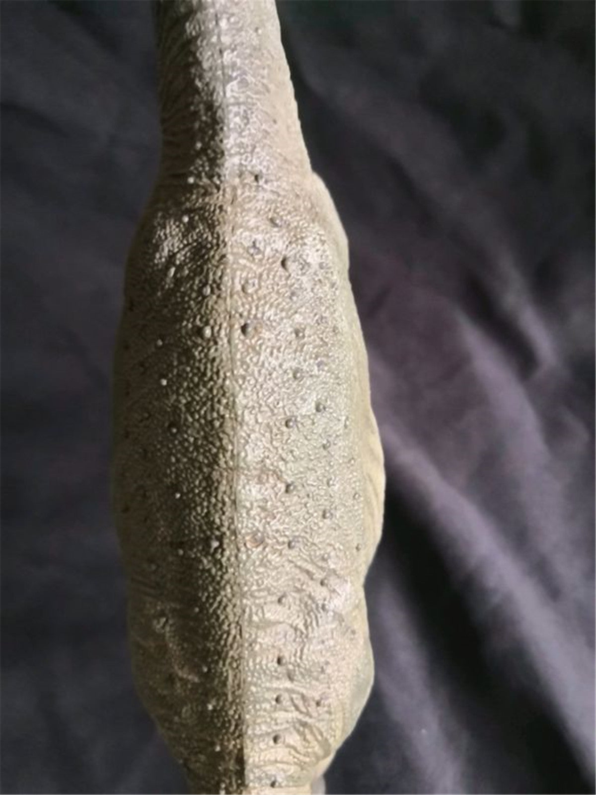 Eofauna 1:40 Scale Atlasaurus Statue