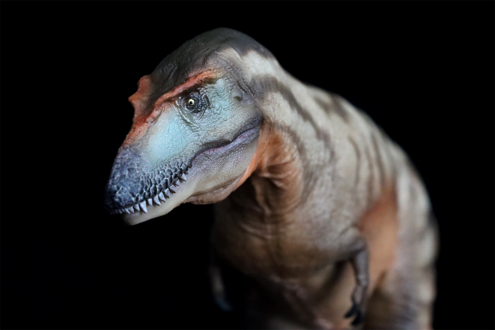 PNSO Gorgosaurus Tristan Model