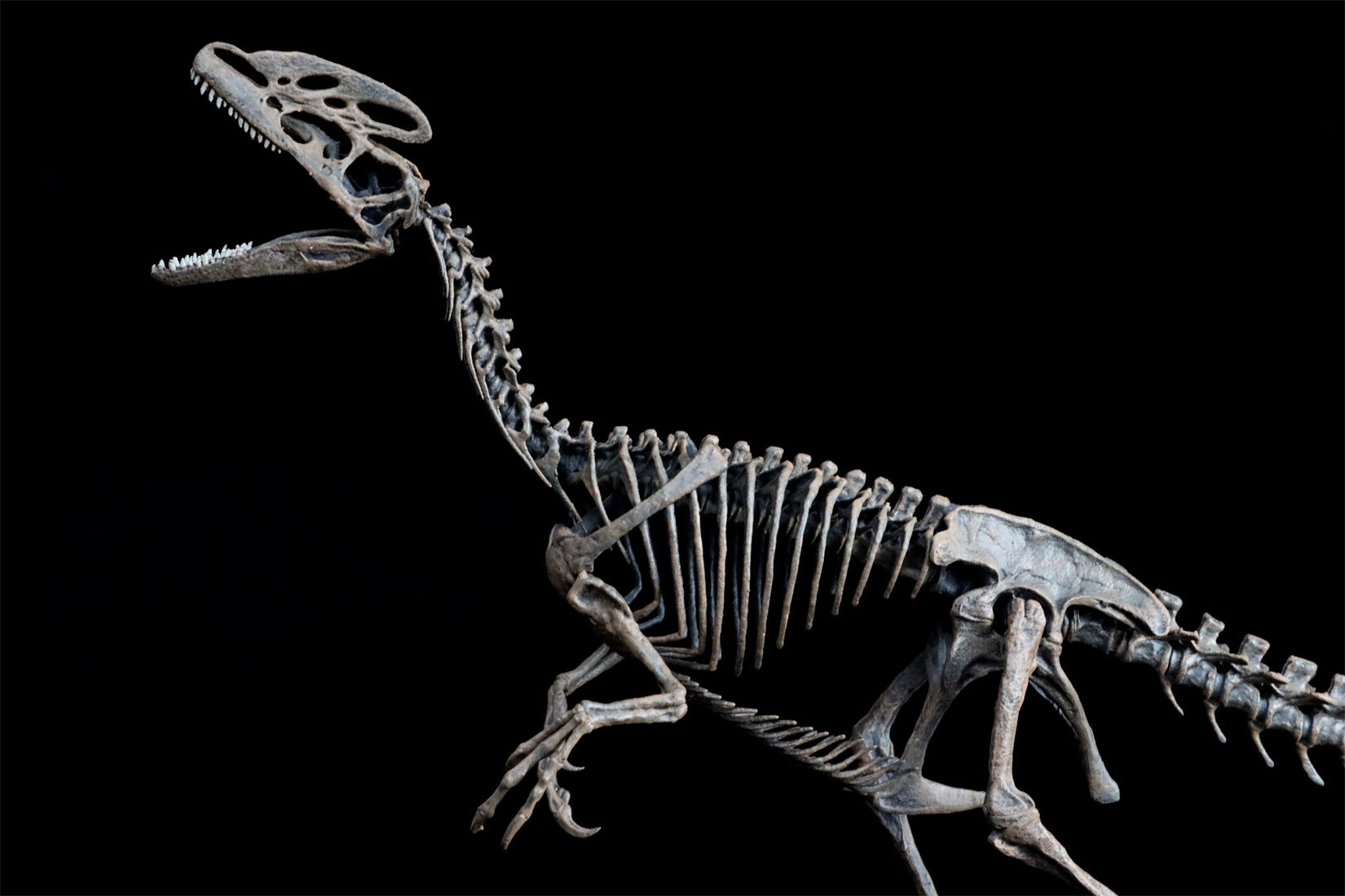 VWUVWU 1/10 Guanlong Wucaii Skeleton Model