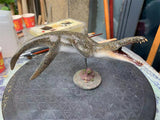 Rheic 1/35 Liopleurodon Model
