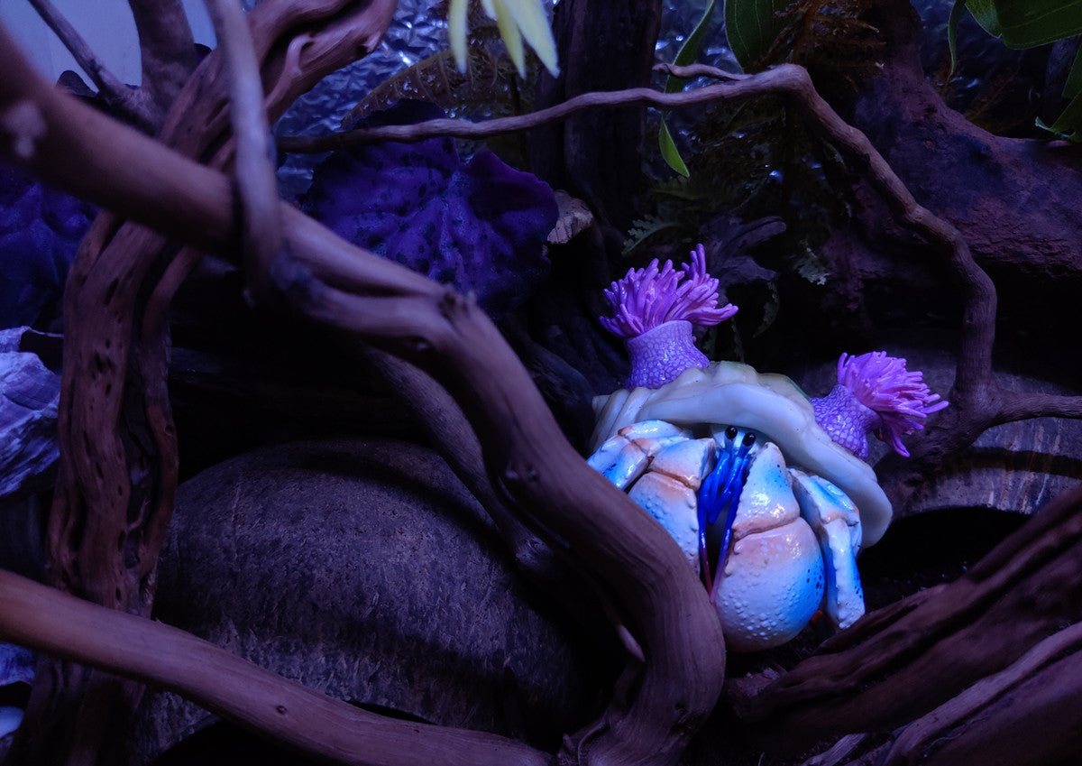 Hermit Crab Blind Box Model