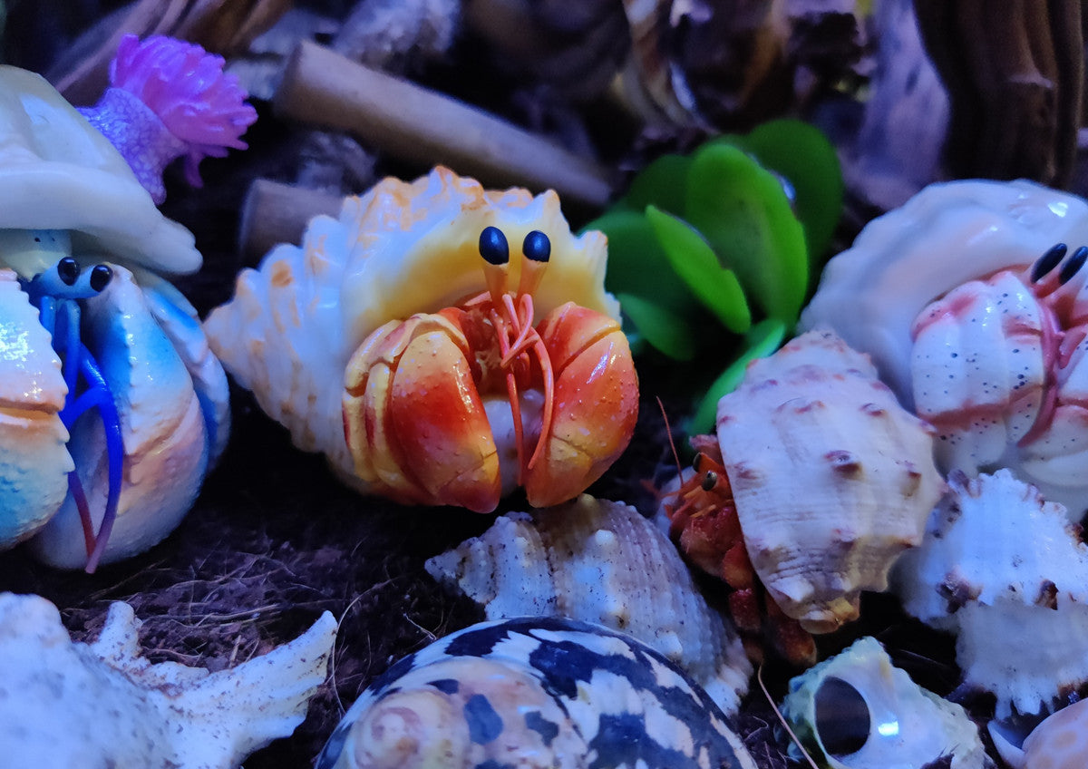 Hermit Crab Blind Box Model