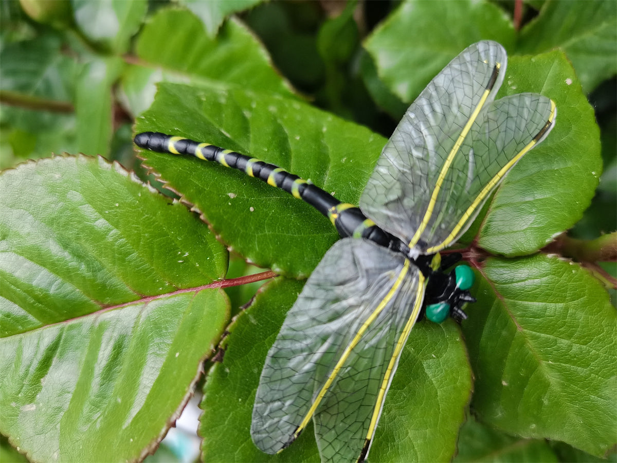 Anotogaster Dragonfly Model