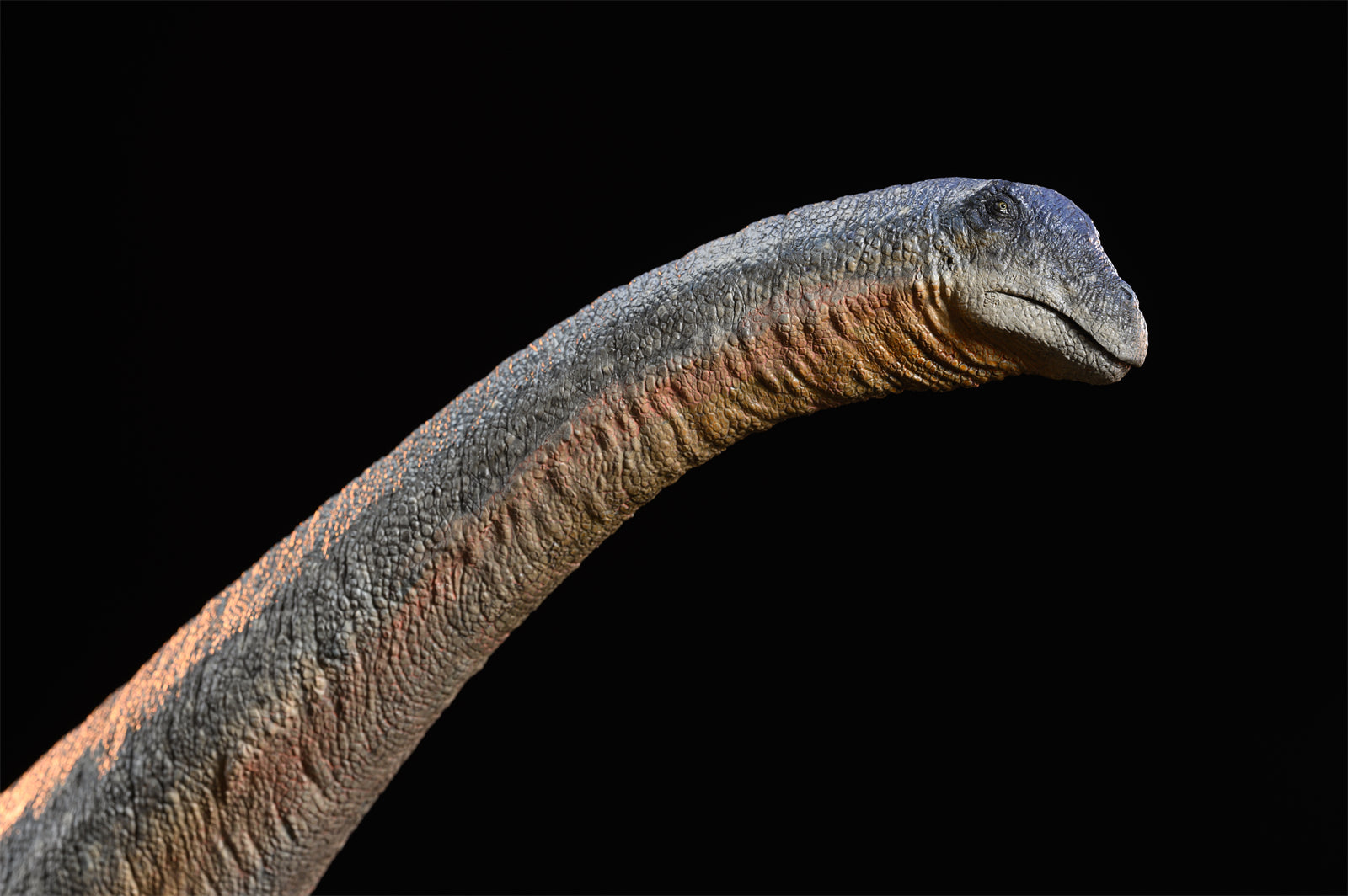 MuSee Studio 1/35 Dreadnoughtus schrani Scene Statue