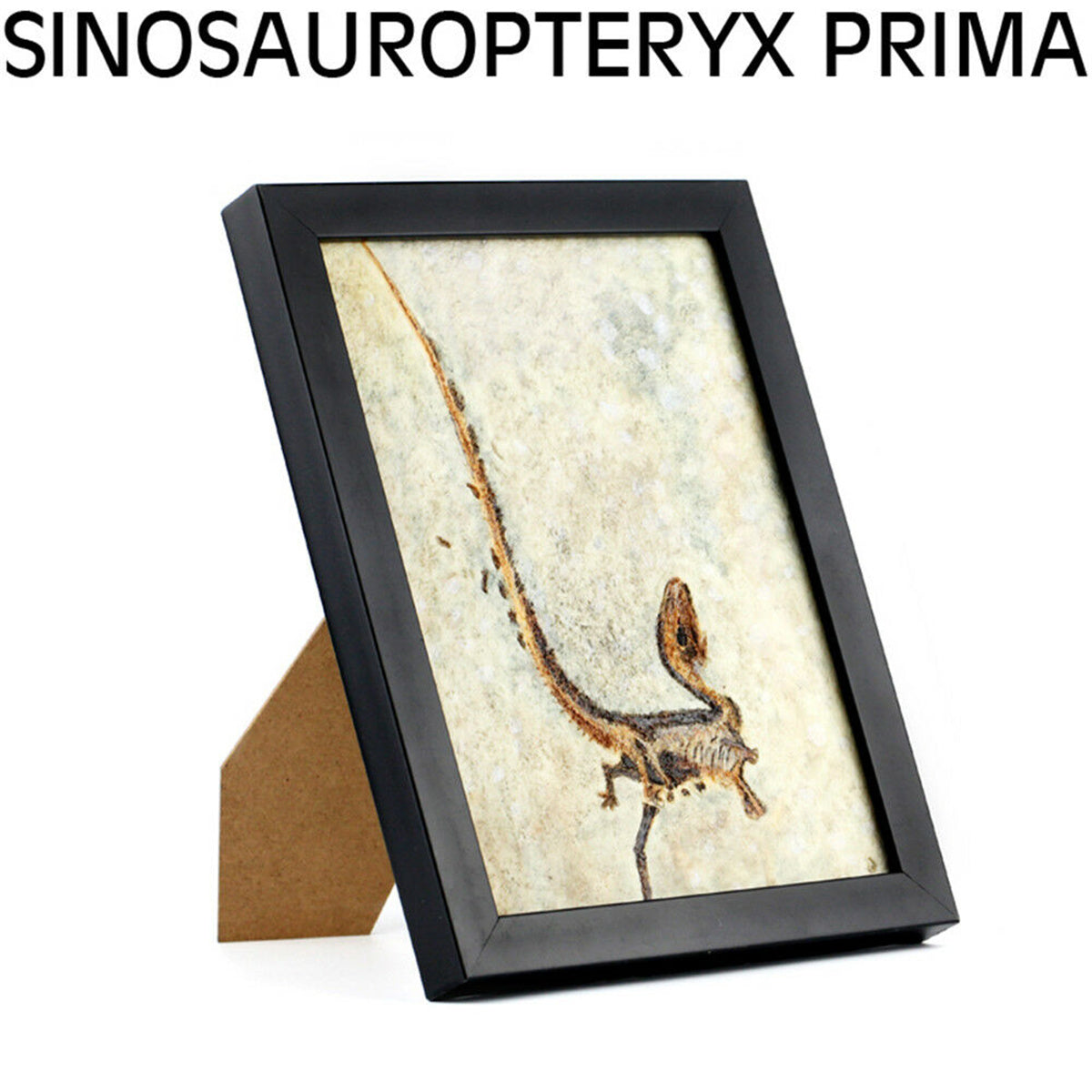 Vitae Sinosauropteryx prima Fossil Model