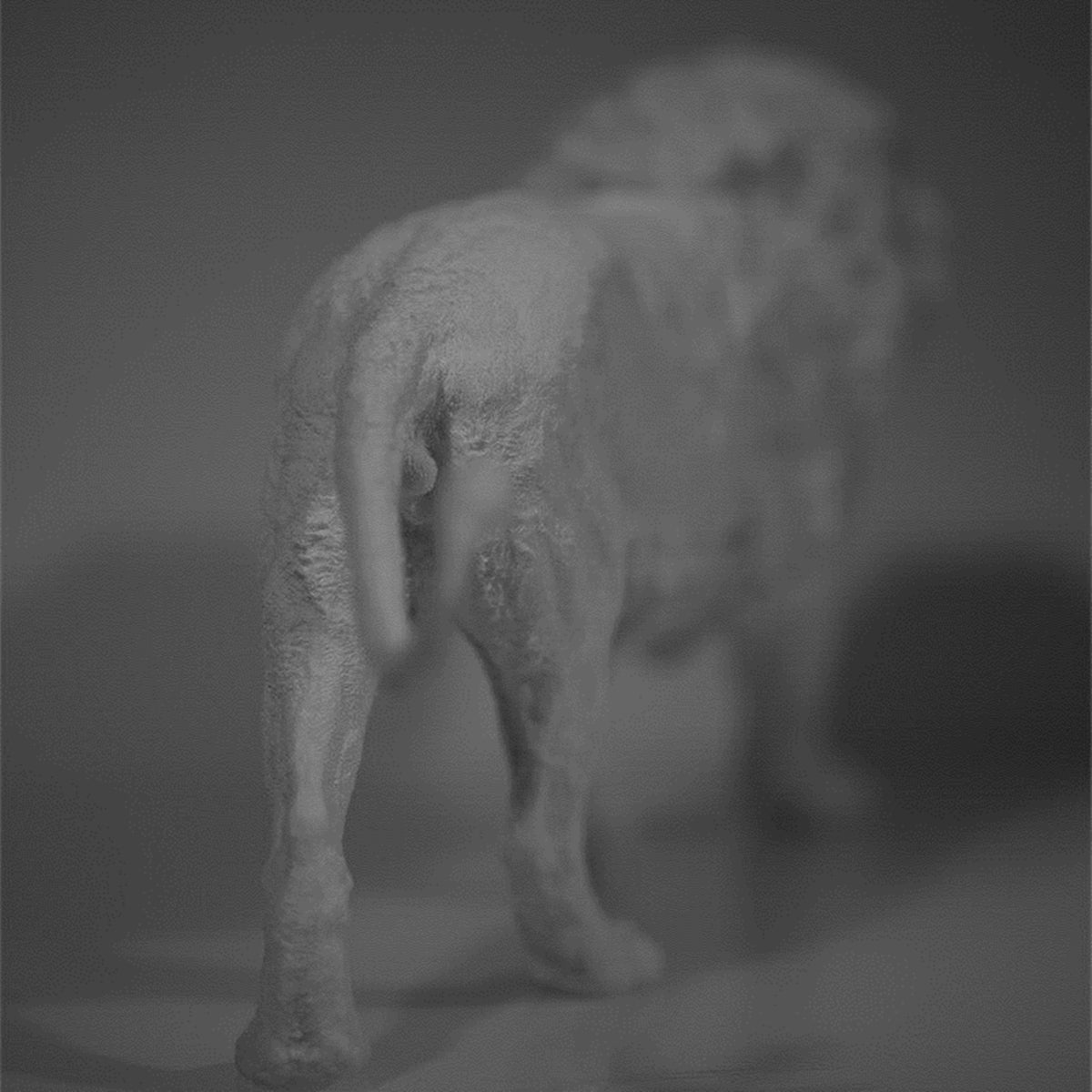 1/10 Male Lion Model