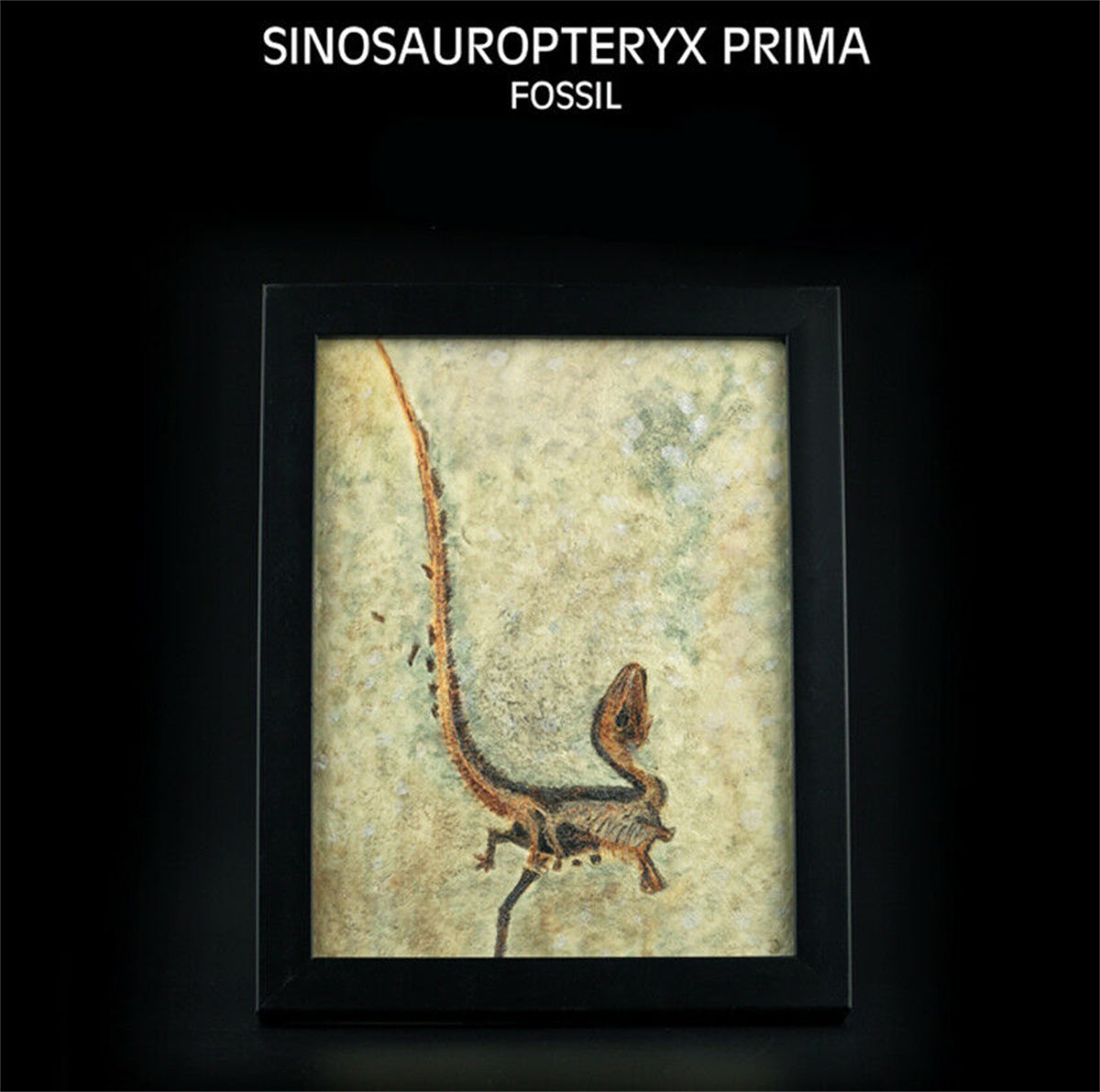 Vitae Sinosauropteryx prima Fossil Model