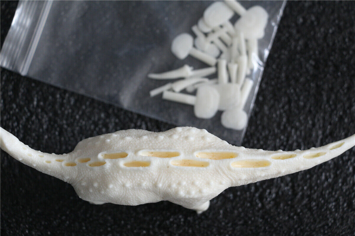 1/35 Scale Wuerhosaurus Model Kit