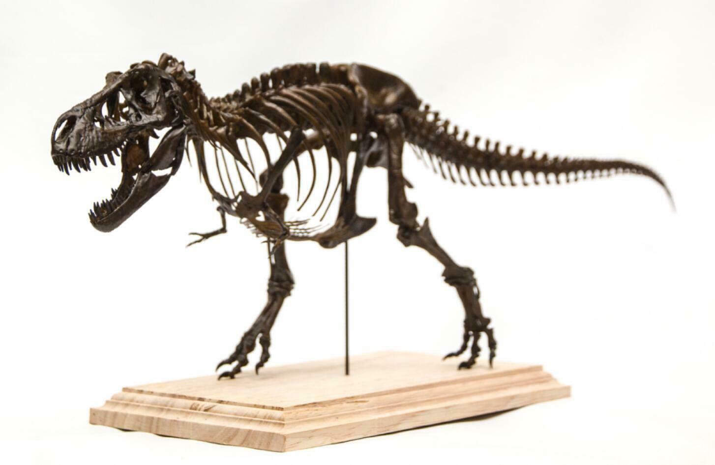 1/20 Tyrannosaurus Rex Trix Skeleton Model