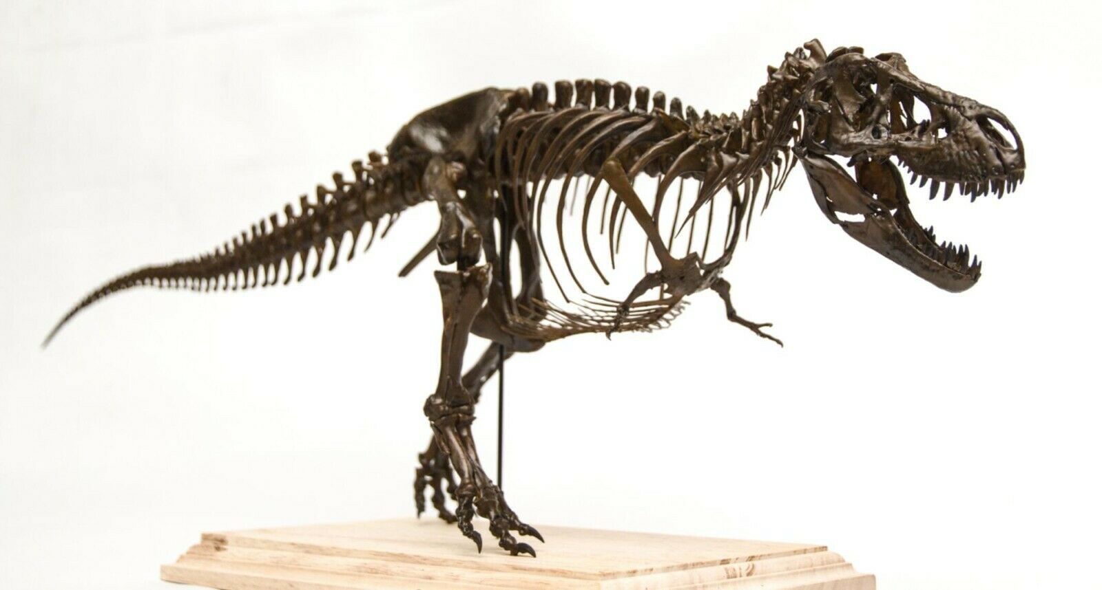 1/20 Tyrannosaurus Rex Trix Skeleton Model