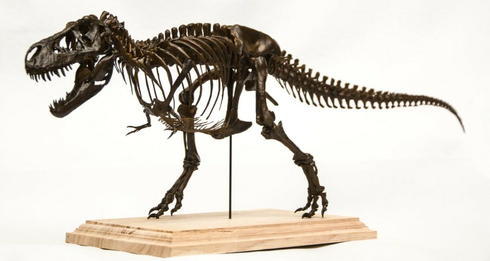 1/20 Tyrannosaurus Rex Trix Skeleton Model