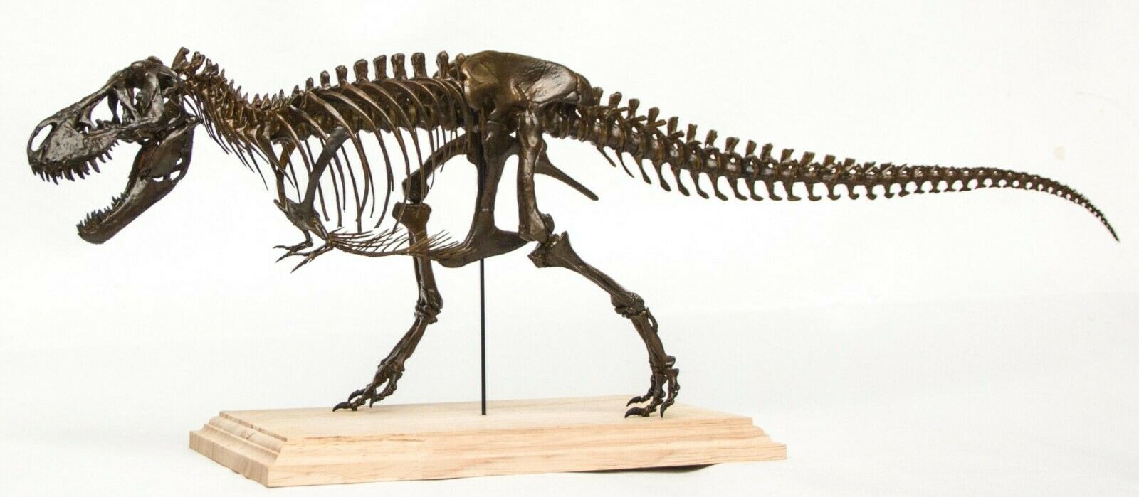 1/20 Tyrannosaurus Rex Trix Skeleton Model
