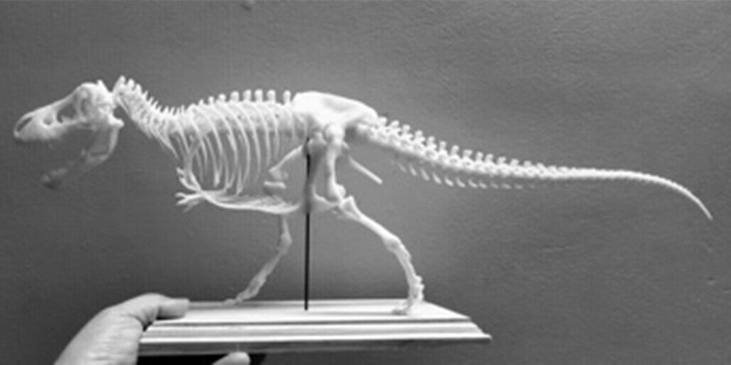1/20 Tyrannosaurus Rex Trix Skeleton Model