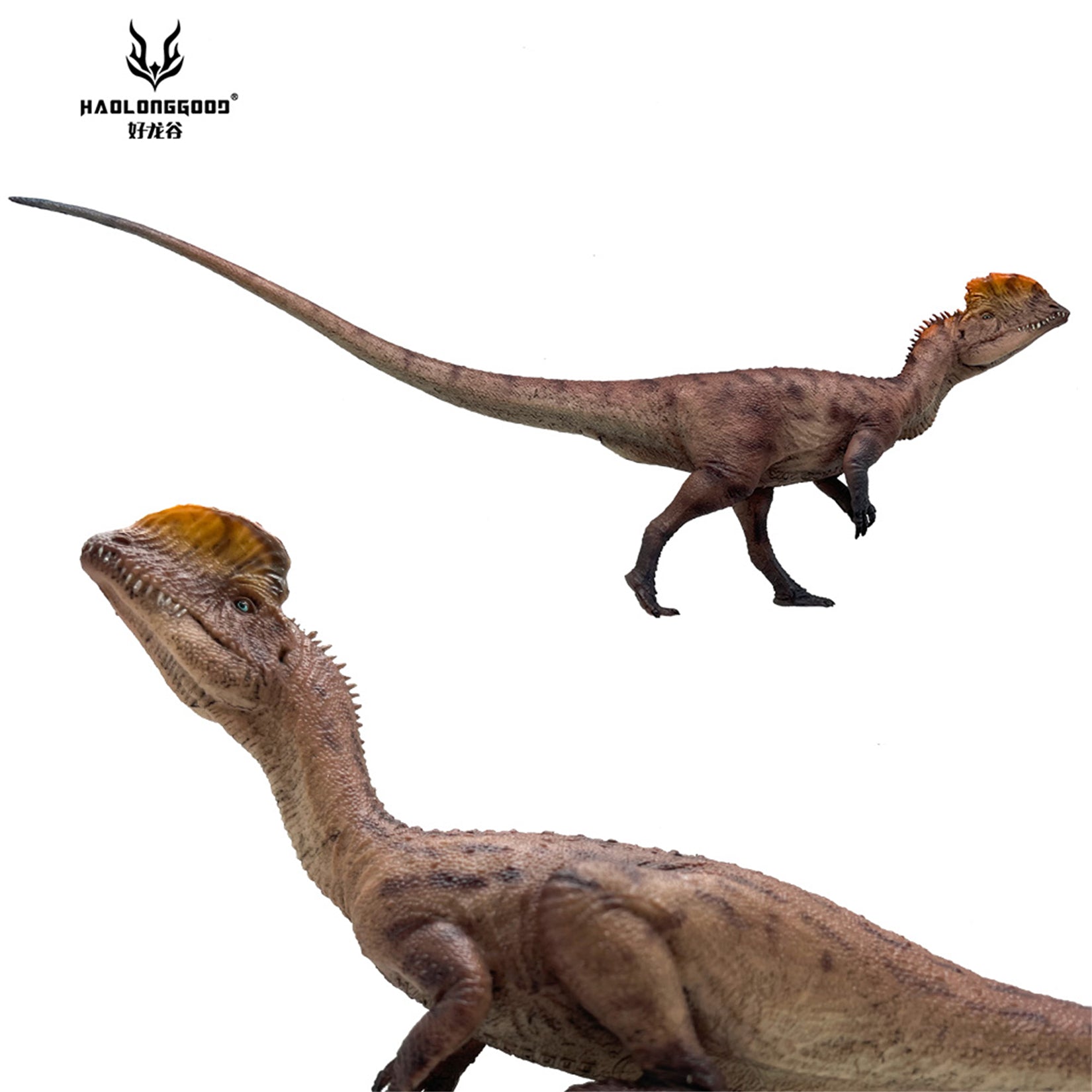HAOLONGGOOD 1:35 Scale Dilophosaurus Pair Model